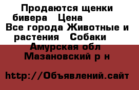 Продаются щенки бивера › Цена ­ 25 000 - Все города Животные и растения » Собаки   . Амурская обл.,Мазановский р-н